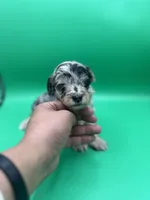 Valentine, a female Aussiedoodle and Miniature Aussiedoodle for sale in Cassville, MO – Photo 2 of 9