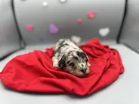 Valentine, a female Aussiedoodle and Miniature Aussiedoodle for sale in Cassville, MO – Photo 7 of 9