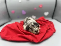 Valentine, a female Aussiedoodle and Miniature Aussiedoodle for sale in Cassville, MO – Photo 4 of 9