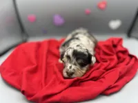 Valentine, a female Aussiedoodle and Miniature Aussiedoodle for sale in Cassville, MO – Photo 5 of 9