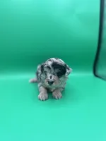 Valentine, a female Aussiedoodle and Miniature Aussiedoodle for sale in Cassville, MO – Photo 3 of 9