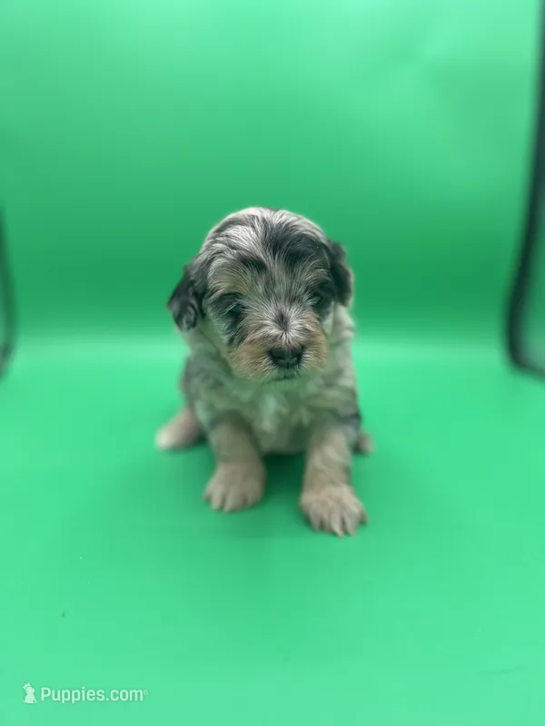 Valentine, a female Aussiedoodle and Miniature Aussiedoodle for sale in Cassville, MO – Photo 1 of 9