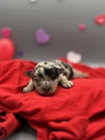 Valentine, a female Aussiedoodle and Miniature Aussiedoodle for sale in Cassville, MO – Photo 6 of 9