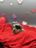 Valentine, a female Aussiedoodle and Miniature Aussiedoodle for sale in Cassville, MO – Photo 8 of 9