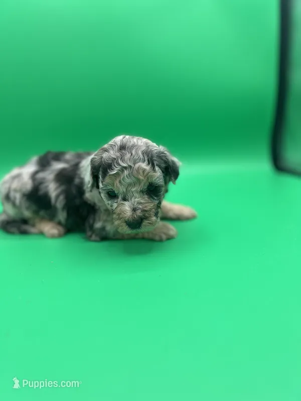 Love-Bug, a female Miniature Aussiedoodle for sale in Cassville, MO – Photo 1 of 6