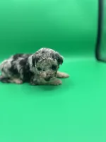 Love-Bug, a female Miniature Aussiedoodle for sale in Cassville, MO – Photo 1 of 6