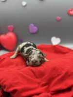 Love-Bug, a female Miniature Aussiedoodle for sale in Cassville, MO – Photo 4 of 6