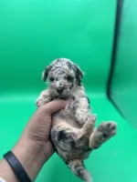 Love-Bug, a female Miniature Aussiedoodle for sale in Cassville, MO – Photo 3 of 6