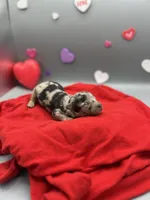 Love-Bug, a female Miniature Aussiedoodle for sale in Cassville, MO – Photo 5 of 6