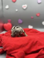 Love-Bug, a female Miniature Aussiedoodle for sale in Cassville, MO – Photo 6 of 6