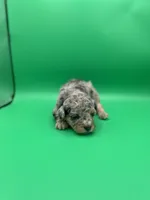 Kisses, a female Miniature Aussiedoodle for sale in Cassville, MO – Photo 3 of 7