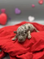 Kisses, a female Miniature Aussiedoodle for sale in Cassville, MO – Photo 7 of 7