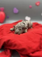 Kisses, a female Miniature Aussiedoodle for sale in Cassville, MO – Photo 6 of 7