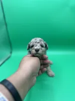 Kisses, a female Miniature Aussiedoodle for sale in Cassville, MO – Photo 1 of 7