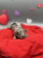 Kisses, a female Miniature Aussiedoodle for sale in Cassville, MO – Photo 5 of 7