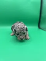 Kisses, a female Miniature Aussiedoodle for sale in Cassville, MO – Photo 2 of 7