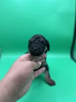 Cupid, a male Miniature Aussiedoodle for sale in Cassville, MO – Photo 2 of 6