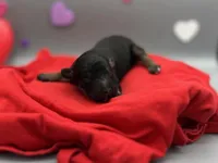 Cupid, a male Miniature Aussiedoodle for sale in Cassville, MO – Photo 6 of 6