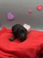 Cupid, a male Miniature Aussiedoodle for sale in Cassville, MO – Photo 4 of 6