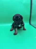 Cupid, a male Miniature Aussiedoodle for sale in Cassville, MO – Photo 1 of 6