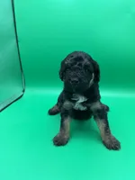 Cupid, a male Miniature Aussiedoodle for sale in Cassville, MO – Photo 3 of 6