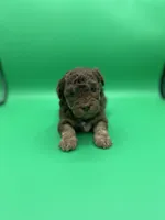 Truffles, a male Miniature Aussiedoodle for sale in Cassville, MO – Photo 1 of 6