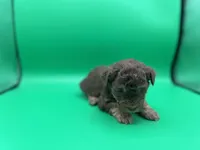 Truffles, a male Miniature Aussiedoodle for sale in Cassville, MO – Photo 2 of 6