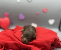 Truffles, a male Miniature Aussiedoodle for sale in Cassville, MO – Photo 4 of 6