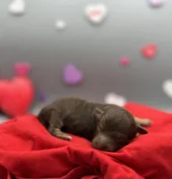 Truffles, a male Miniature Aussiedoodle for sale in Cassville, MO – Photo 5 of 6