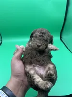 Truffles, a male Miniature Aussiedoodle for sale in Cassville, MO – Photo 3 of 6