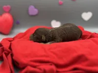 Truffles, a male Miniature Aussiedoodle for sale in Cassville, MO – Photo 6 of 6