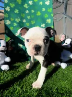 Not Yet Named , a male Boston Terrier for sale in Albuquerque, NM – Photo 1 of 2