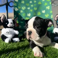 Not Yet Named , a female Boston Terrier for sale in Albuquerque, NM – Photo 1 of 2