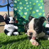 Not Yet Named , a female Boston Terrier for sale in Albuquerque, NM – Photo 2 of 2