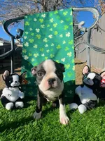 Not Yet Named , a female Boston Terrier for sale in Albuquerque, NM – Photo 2 of 2