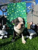Not Yet Named , a female Boston Terrier for sale in Albuquerque, NM – Photo 1 of 2