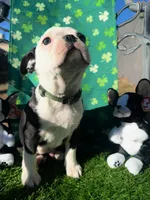 Not Yet Named , a male Boston Terrier for sale in Albuquerque, NM – Photo 1 of 2