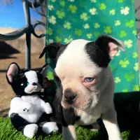 Not Yet Named , a male Boston Terrier for sale in Albuquerque, NM – Photo 2 of 2