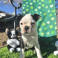 Not Yet Named , a male Boston Terrier for sale in Albuquerque, NM – Photo 1 of 2
