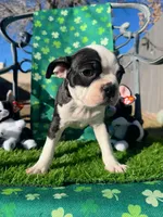 Not Yet Named , a female Boston Terrier for sale in Albuquerque, NM – Photo 2 of 2