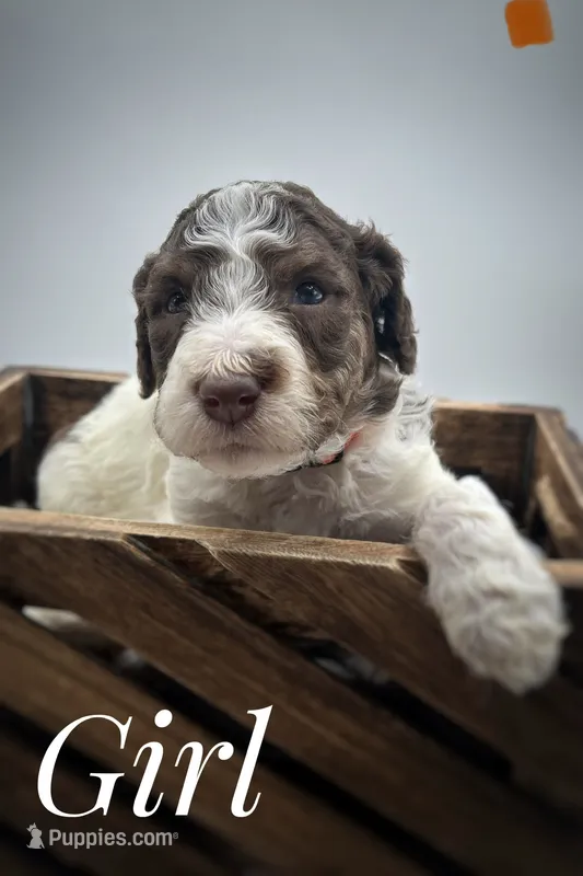 Orange female , a female Goldendoodle for sale in Phoenix, AZ – 1 of 1