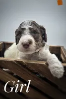 Orange female , a female Goldendoodle for sale in Phoenix, AZ – 1 of 1
