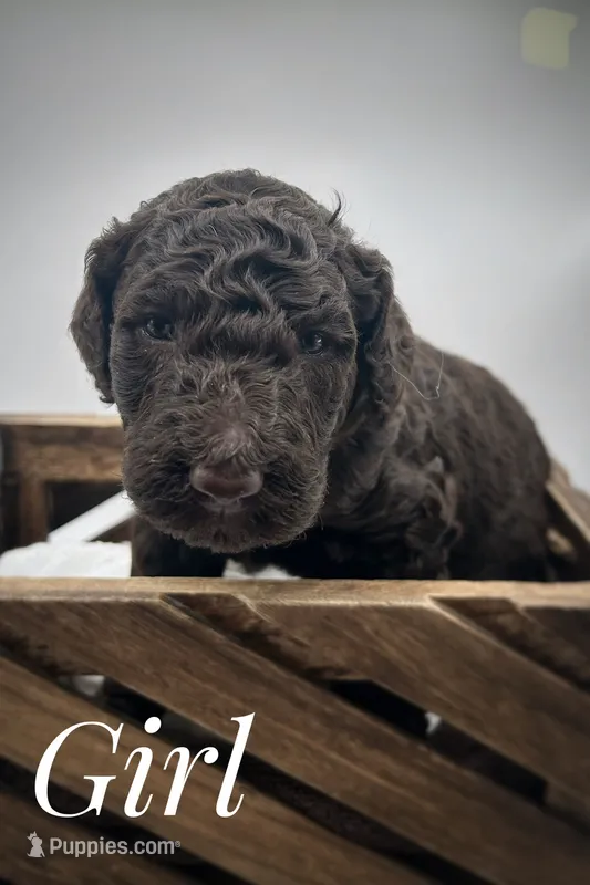 Cream female , a female Goldendoodle for sale in Phoenix, AZ – 1 of 1