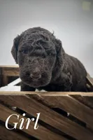 Cream female , a female Goldendoodle for sale in Phoenix, AZ – 1 of 1