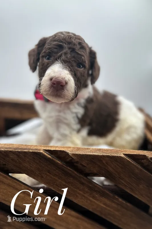 Hot pink female , a female Goldendoodle for sale in Phoenix, AZ – 1 of 1