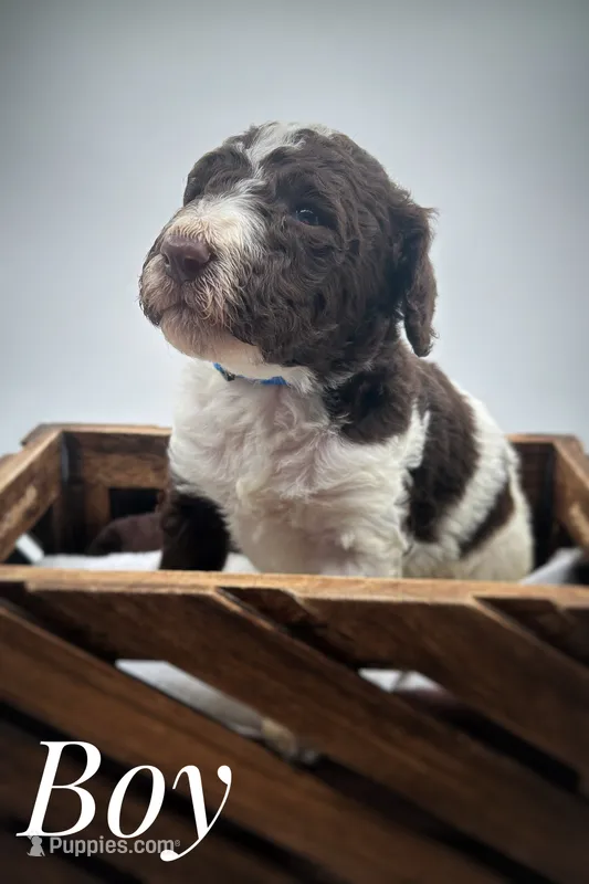 Parti male, a male Goldendoodle for sale in Phoenix, AZ – 1 of 1