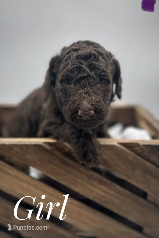 Purple female  – Goldendoodle puppy for sale in Phoenix, AZ