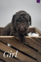 Purple female , a female Goldendoodle for sale in Phoenix, AZ – 1 of 1