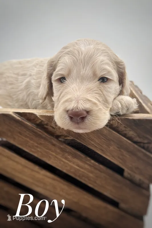 Cream male – Goldendoodle puppy for sale in Phoenix, AZ