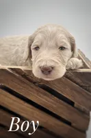 Cream male, a male Goldendoodle for sale in Phoenix, AZ – 1 of 1